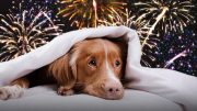 If your pet is upset by thunder, a door slamming or other loud noises, Fourth of July fireworks will be utterly terrifying.