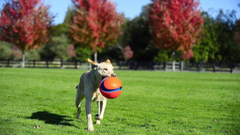 Spending time playing with your dog is fun and a terrific stress-reliever for both of you!