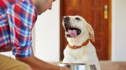 Dogs and cats have very specific and individual nutritional needs.