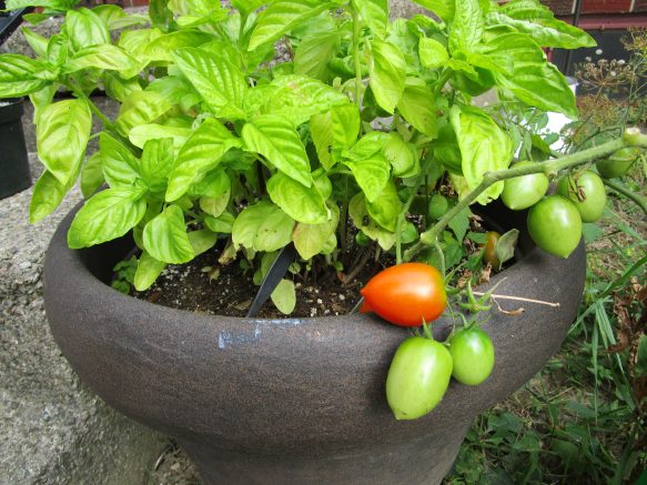 Almost any vegetable can be grown in a container, and almost any container will work.