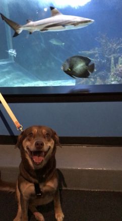 Two shelter dogs from Niagara County SPCA recently went on a very special field trip thanks to Aquarium of Niagara.