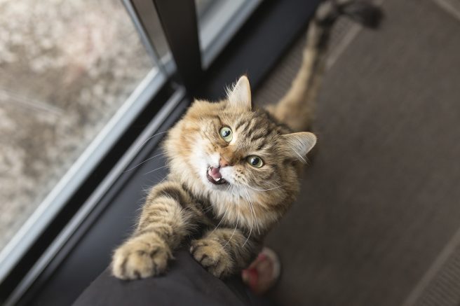 Some dogs and cats handle routine changes easily. For others, a routine change at home can cause behavior issues, nervousness or separation anxiety. Photo courtesy of Getty Images.