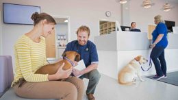 Most veterinary offices have implemented processes to minimize health risks to owners, veterinarians and their staff.