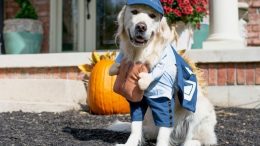 PetSmart, the leading pet specialty retailer in North America, offers an assortment of Halloween costumes and accessories, toys and treats. (Image Credit: @charlie_the_golden18)