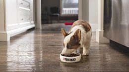 What should you be feeding your puppy?