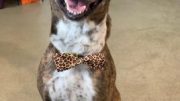 Seventeen-year-old Kylie Cocca hand makes colorful bow ties for the homeless dogs to wear on their collars.