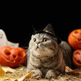 SPCA Serving Erie County is hosting a scary good cat sale!