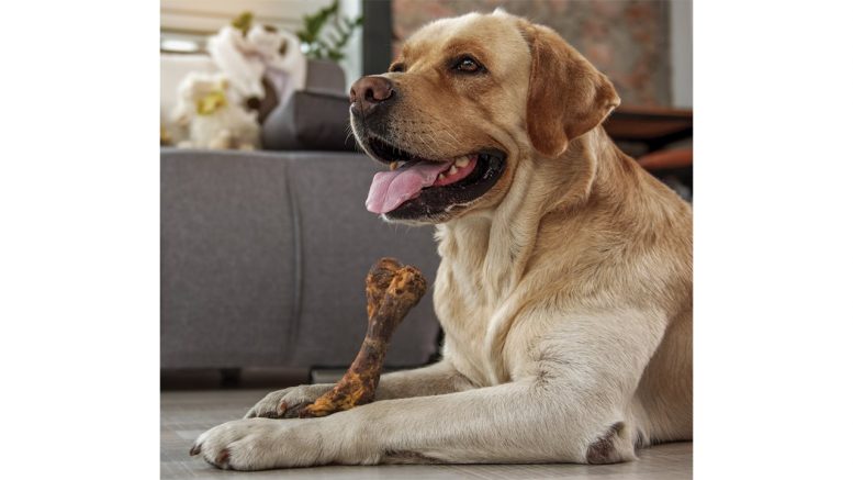 With the abundance of time spent at home, pet owners are spoiling their four-legged companions.