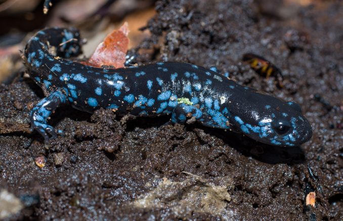 Blue-Spotted Salamander by Erik Danielson.