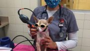 To get the best care for your pets it pays to engage, listen and trust the advice from credentialed veterinary nurses and technicians.