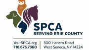 If a pet manages to escape, community members can visit the SPCA’s Lost & Found/Stray Animals page at YourSPCA.org,