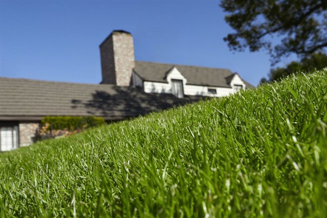 A green lawn of your dreams is possible when you avoid and correct common lawn care mistakes.