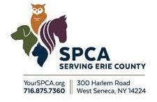 The SPCA is looking for volunteers who are 18 years old or older.