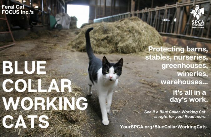 Blue Collar Working Cats have been placed in various New York State establishments.